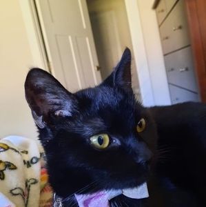 Meet your Posher, Pamela